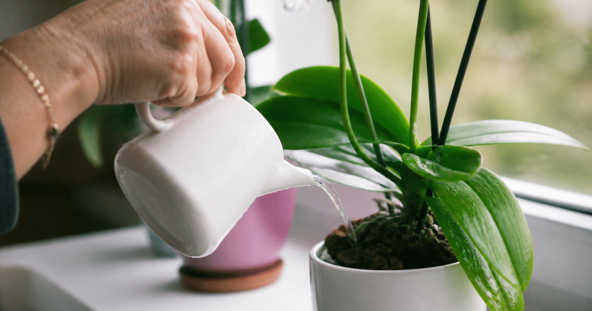 Main versant eau sur orchidee en pot blanc