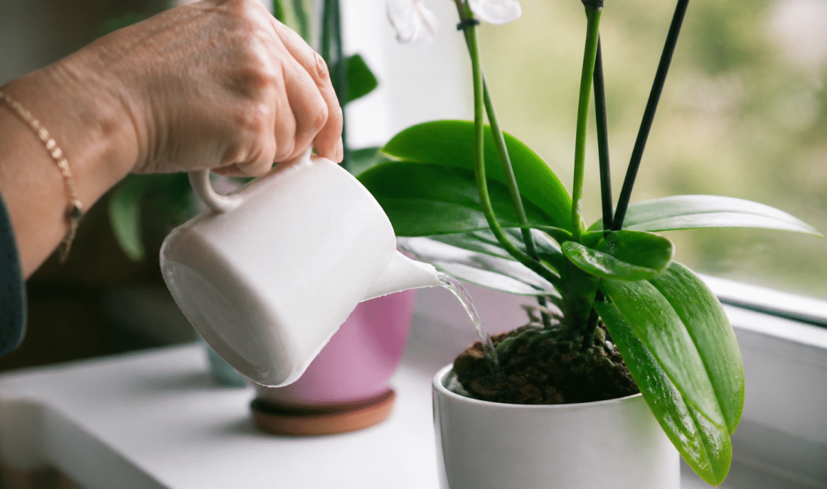 Main versant eau sur orchidee en pot blanc