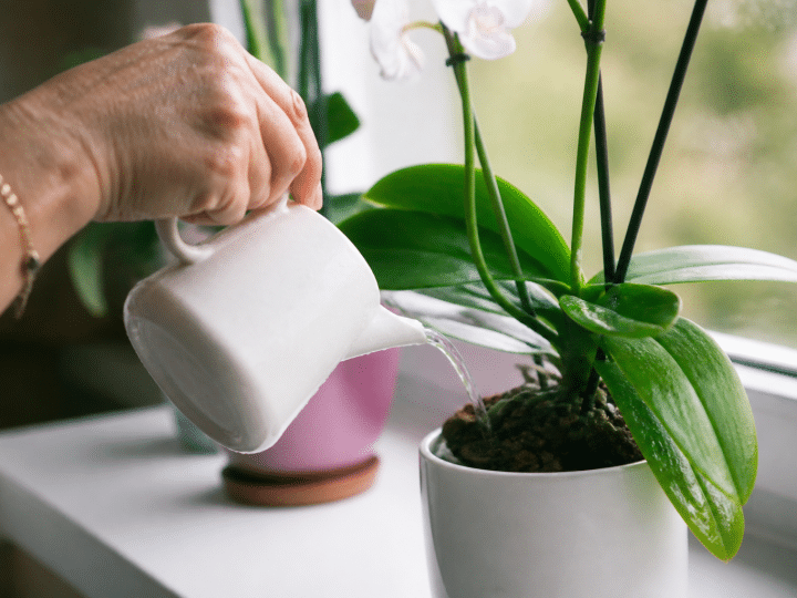 Quand et comment arroser les orchidées pour qu&rsquo;elles restent en bonne santé