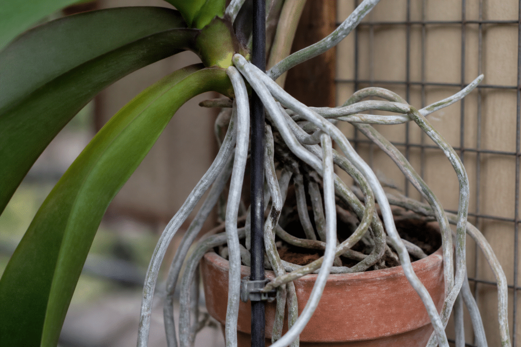 Orchidee avec depots blancs calcaires sur racines aeriennes