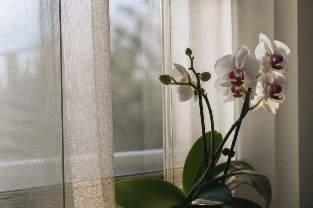 Orchidee devant fenetre avec voilage filtre lumiere indirecte