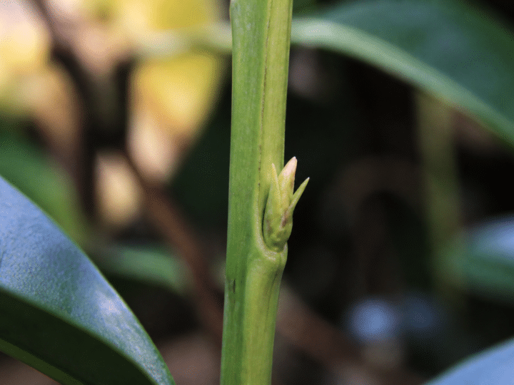 Nouvelle pousse sur la tige de l&rsquo;orchidée : keiki, hampe florale ou racine ?