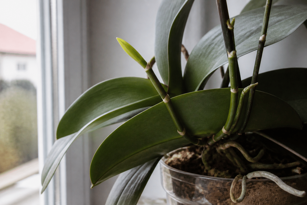 Orchidee pres fenetre avec nouvelles pousses vertes