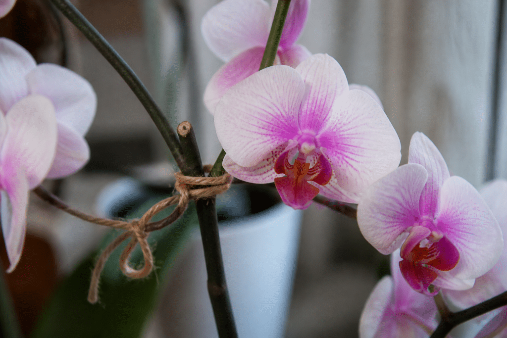 Tige orchidee avec nœud et fleurs blanches roses