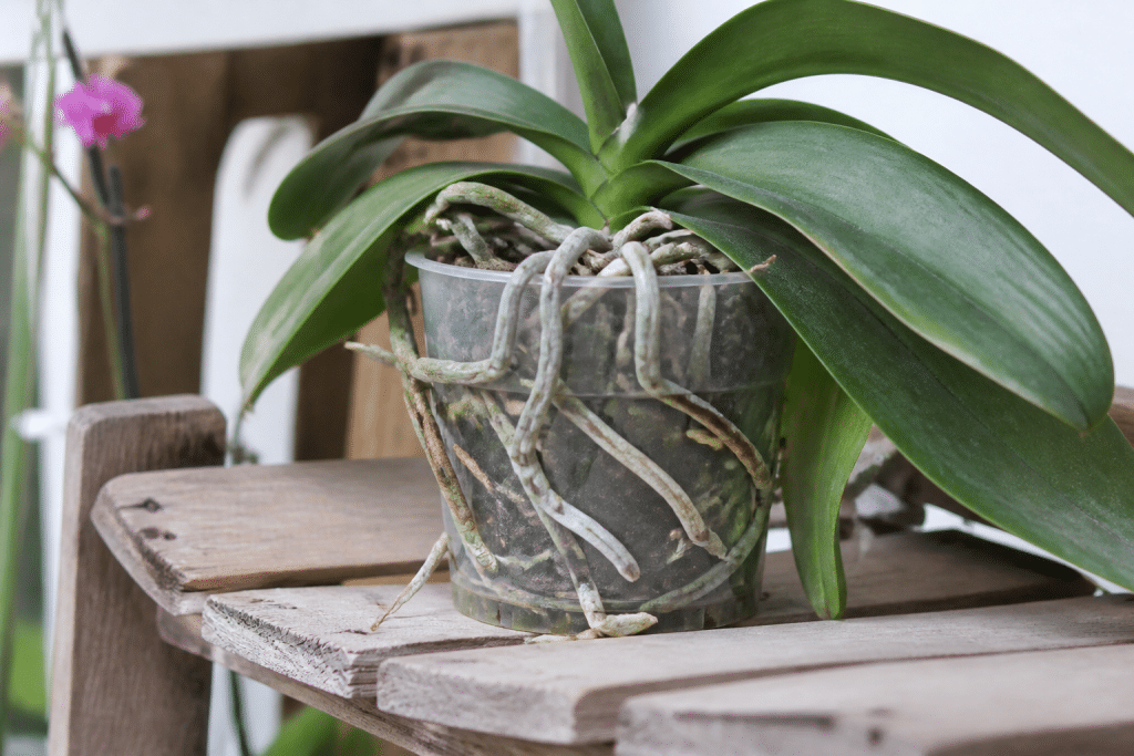Orchidée avec racines visibles sortant du pot de culture