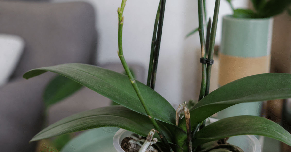 Orchidee en pot avec nouvelles tiges florales emergentes