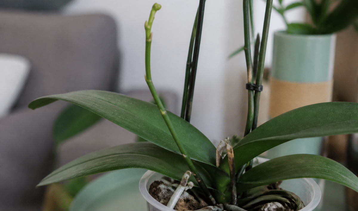 Orchidee en pot avec nouvelles tiges florales emergentes