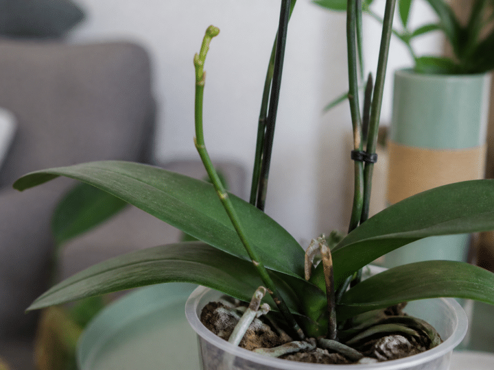 Comment faire refleurir une orchidée après sa floraison ?