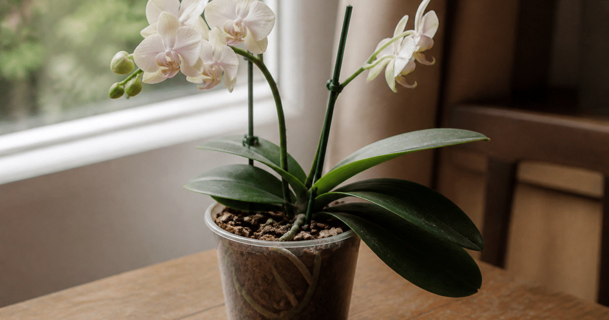 Orchidee en pot avec terreau universel brun clair