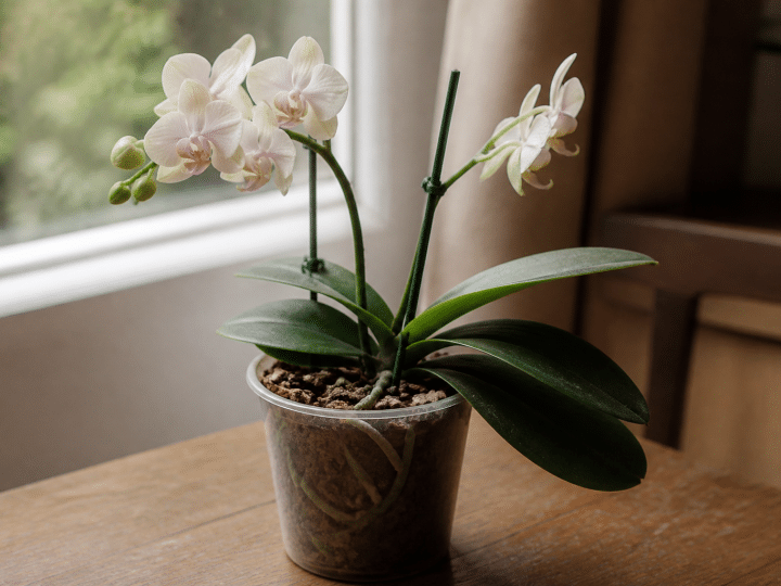 Peut-on rempoter une orchidée avec du terreau universel ?