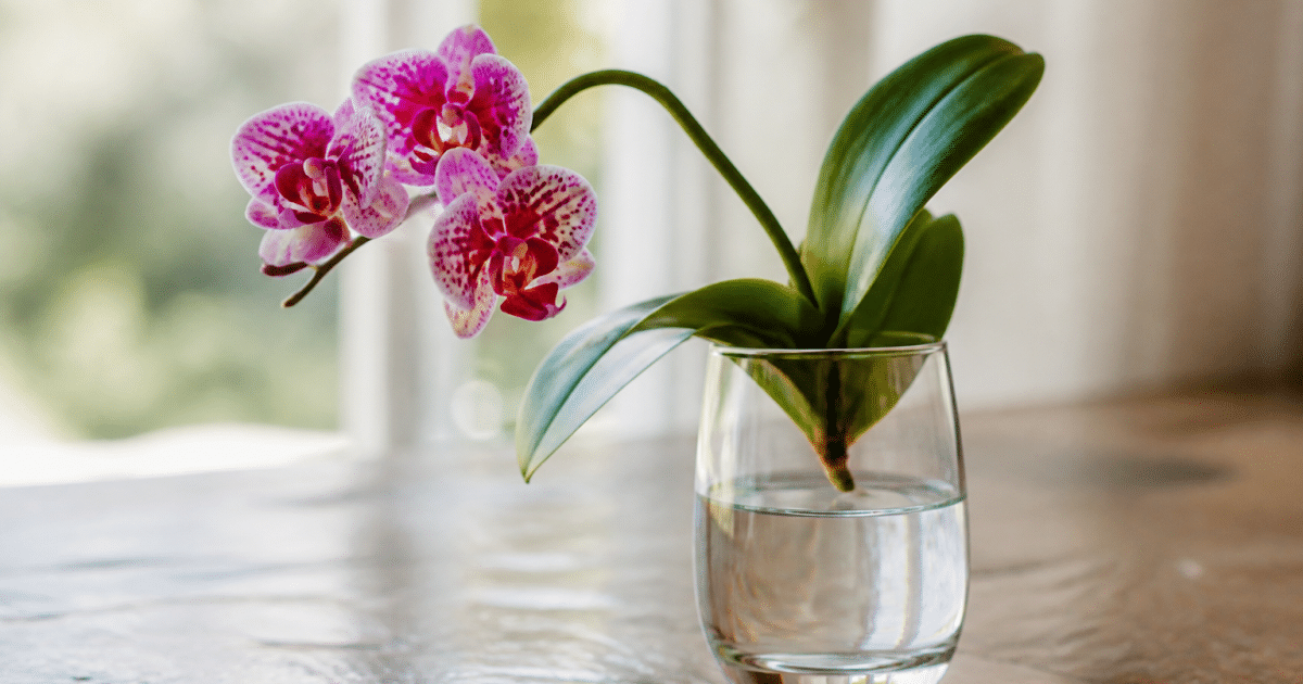 Orchidee sans racines posee dans un verre transparent d'eau