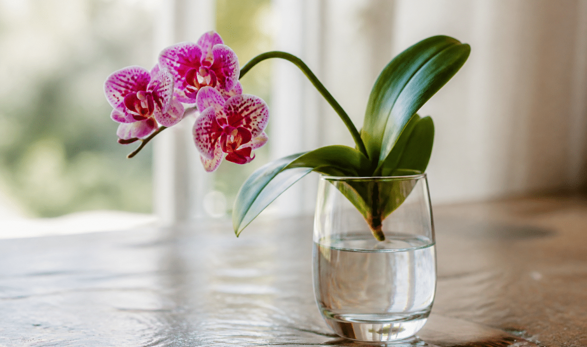 Orchidee sans racines posee dans un verre transparent d'eau