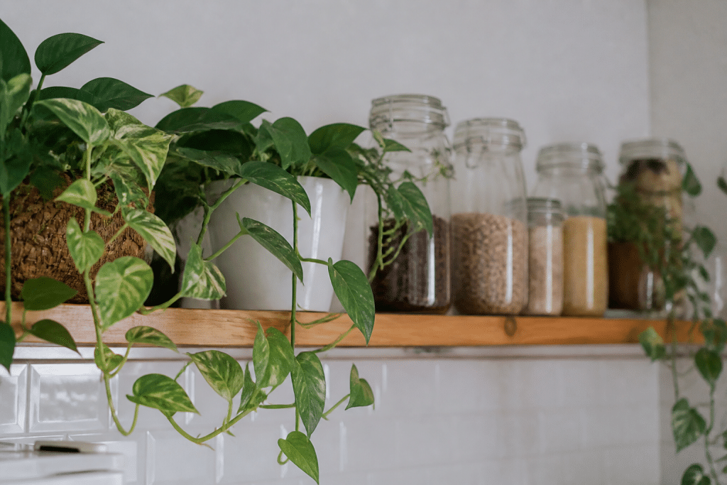 Plantes vertes et bocaux sur etagere bois cuisine