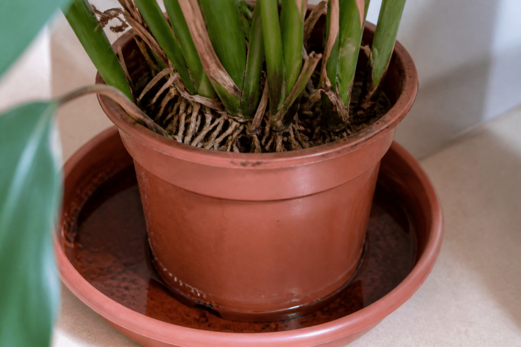 Pot avec soucoupe d'eau stagnante et racines pourries visibles