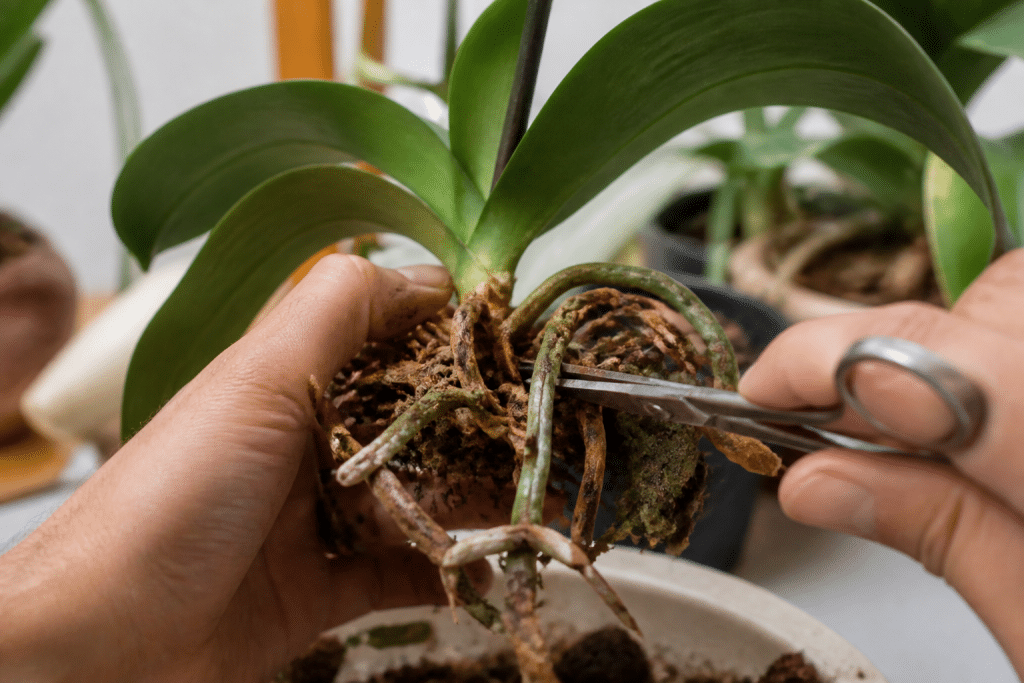 Cisailles nettoyant racines mortes brunes et molles sur plante