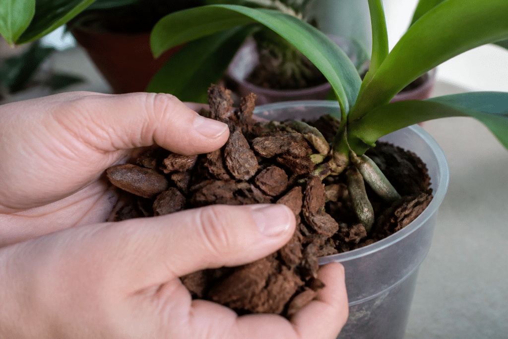 Mains versant écorce poreuse dans pot orchidée