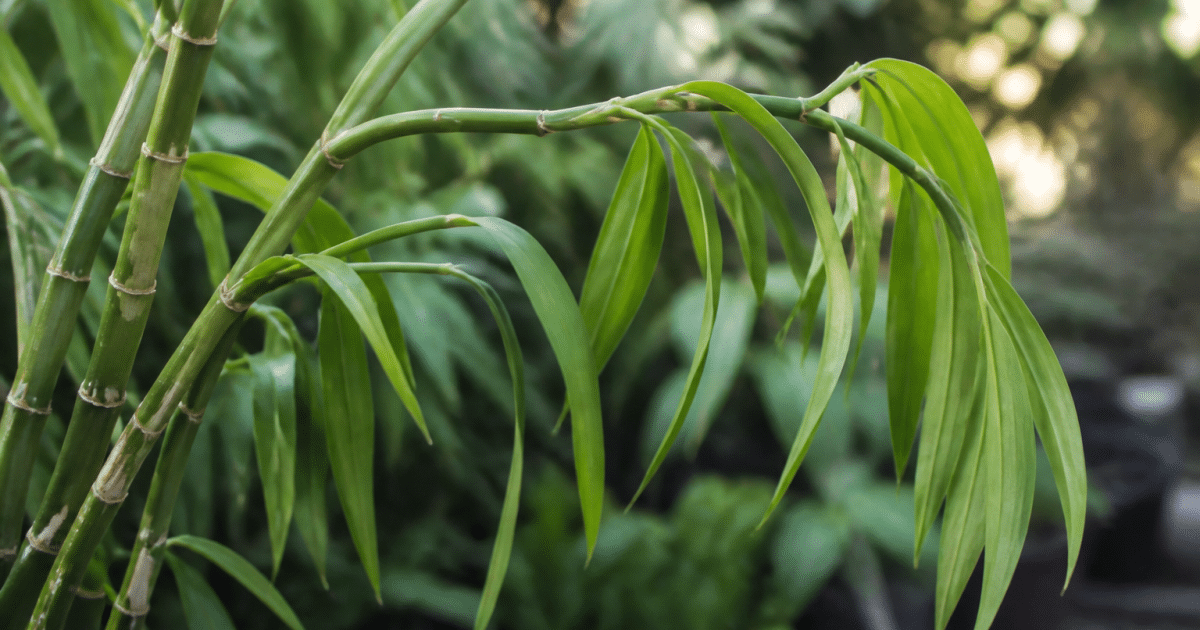 Tige verte de bambou orchidee avec feuilles pendantes