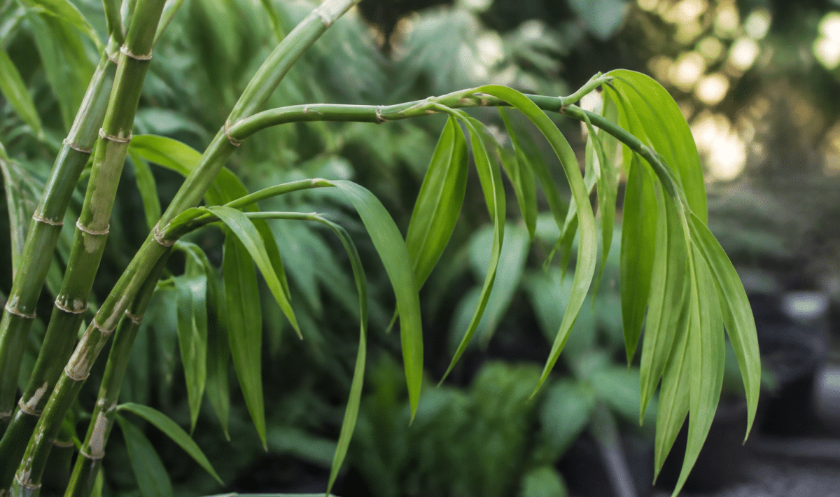 Tige verte de bambou orchidee avec feuilles pendantes