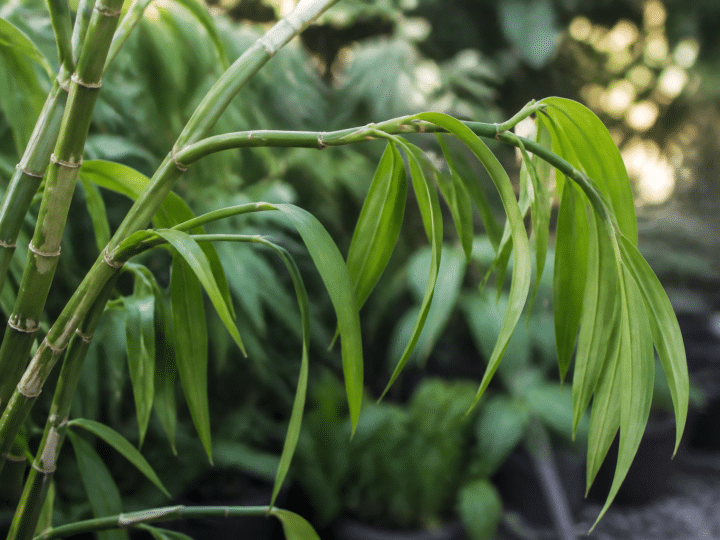 Orchidée bambou, faut-il couper la tige quand elle a fini de fleurir ?