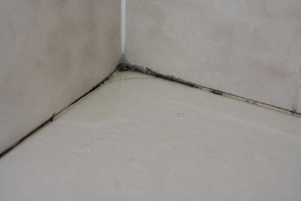 Moisissure noire joint carrelage receveur douche eau stagnante
